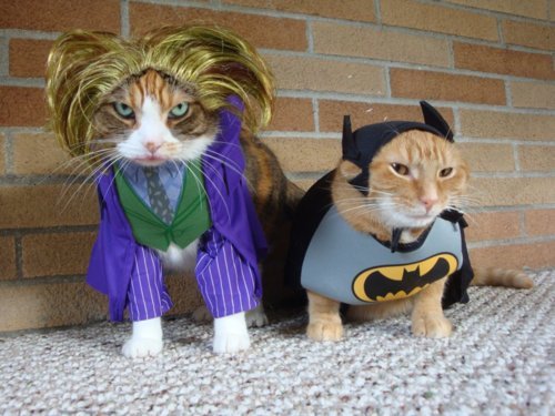 Catman & Joker