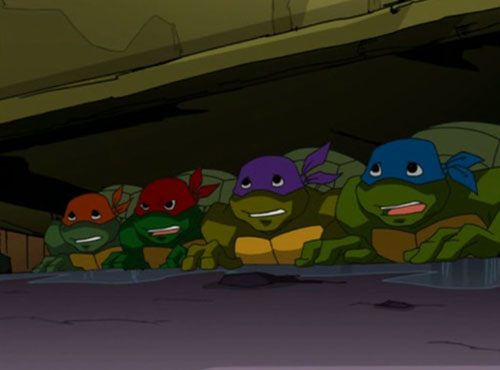 Turtles Hiding